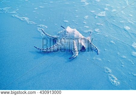 Pop Art Style Blue Colored Chiragra Spider Conch Shell Isolated On The Sand Beach With Sea Foam
