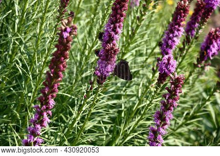 Sunny Summer Day In A Botanical Garden. The Liatris Plentifully Blossoms In A Flower Bed.on An Inflo