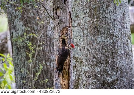 Large Pileated Woodpecker Carving Out A Hole Making A Nest And Forging For Insects In The Rotting Ba
