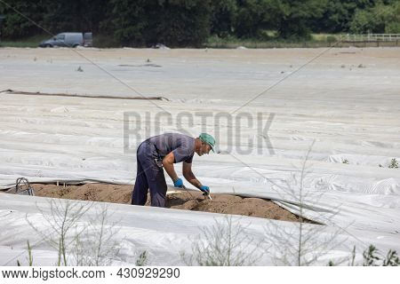 Lottum, The Netherlands - June 19, 2021: Seasonal Worker Busy With Harvesting Asparagus In Dutch Agr