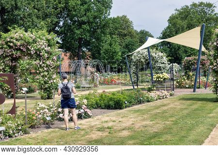 Lottum, The Netherlands - June 19, 2021: Woman Wondering Beautiful Roses In Public Garden