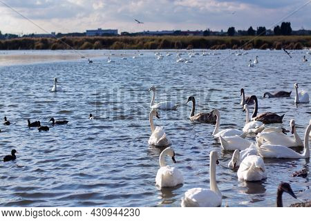 Fock Of Young Swans And Black Ducks Swam To Feed Close To The Lake Shore