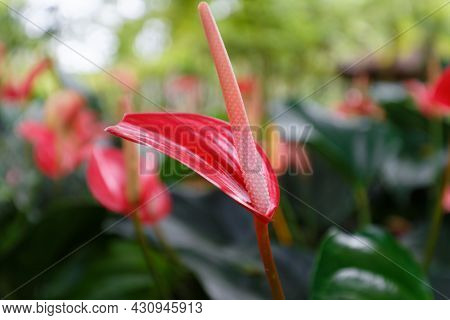 Red Anthurium Also Known As Tailflower, Flamingo Flower And Laceleaf.