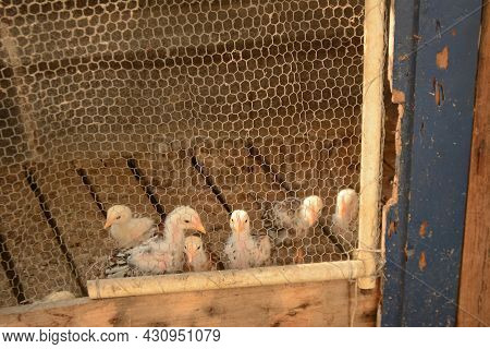 Chicks Inside The Screen Painter - Brazilian