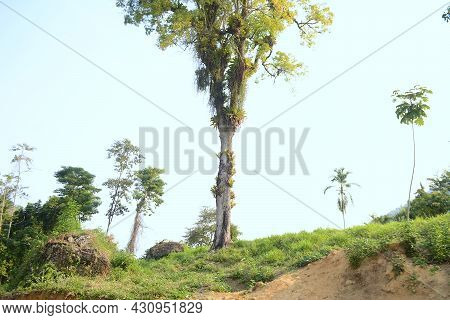 Old Tree In The Backyard Of A House - Brazilian - Angra Dos Reis