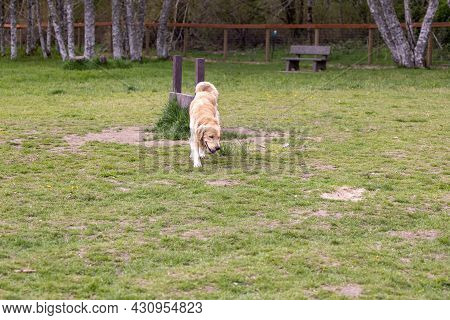 Golden Labridor Retriever Lowering Its Head To Smell The Grass