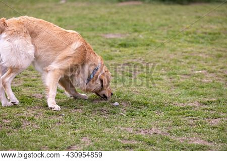 Golden Labridor Retriever Lowering Its Head To Smell The Grass