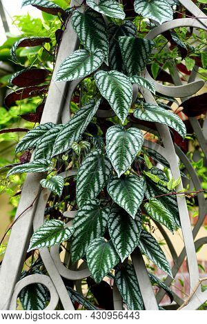Beautiful Leaf Pattern Of Cissus Discolor, Also Known As Cissus Javana