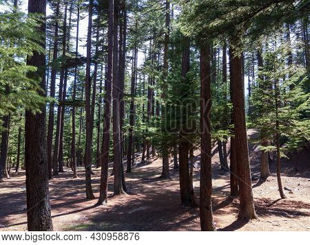 Forest Of Ushu Valley Kalam Swat Valley