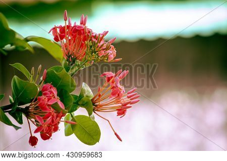 Beautiful View Of Ixora Coccinea Flowering Plant. Also Known As Jungle Geranium, Flame Of The Woods 