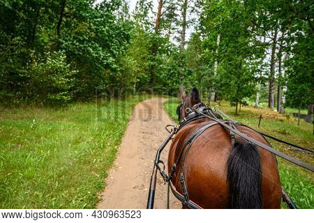 Draft Brown Horse. A Workhorse Pulls A Cart Or Wagon On A Forest Road.