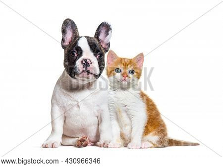 puppy french bulldog and kitten crossbred cat, cat and dog, sitting, isolated