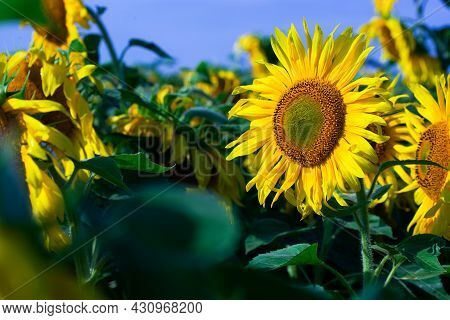 Sunflower On Summer Background.selective Focus.sunflowers Field Background.close Up Of Sunflower Tex
