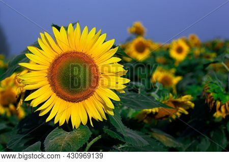 Sunflower On Summer Background.selective Focus.sunflowers Field Background.close Up Of Sunflower Tex