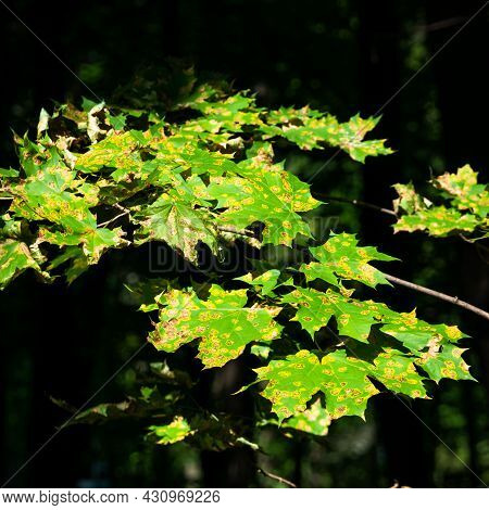 Bright Green Maple Leaves With Disease Spots On A Dark Background