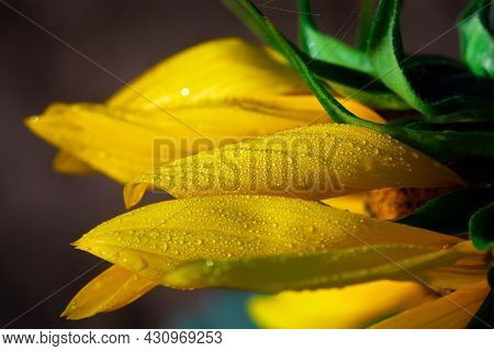 Early Morning Dew Drops On A Golden Sunflower.