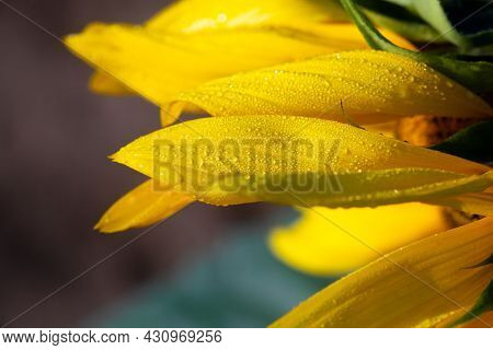 Early Morning Dew Drops On A Golden Sunflower.