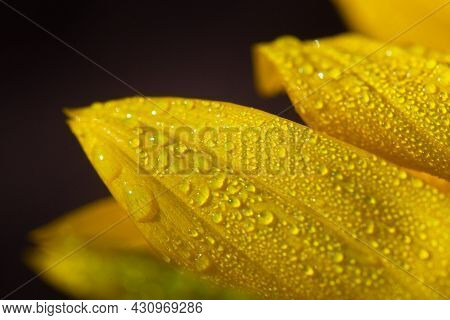 Early Morning Dew Drops On A Golden Sunflower.