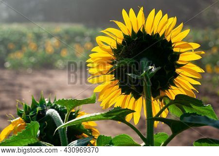 Sunflower Shot From Behind On Summer Background.selective Focus.sunflowers Field Background.close Up