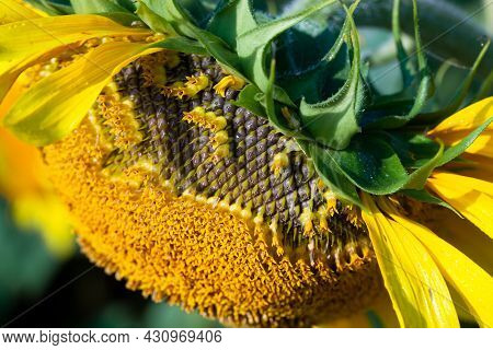 Seeds In Wilted Sunflower In The Field In Summer