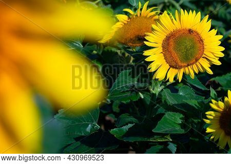 Sunflower On Summer Background.selective Focus.sunflowers Field Background.close Up Of Sunflower Tex