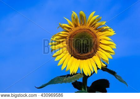 Yellow Sunflower Blooming On Blue Sky Backgraound On Garden. Seeds And Oil.