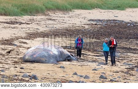 Snaefellsnes, Iceland On August 8, 2021: Large Dead Sperm Whale Washup Up On A Beach On Iceland