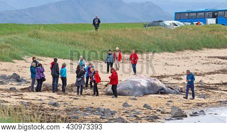 Snaefellsnes, Iceland On August 8, 2021: Large Dead Sperm Whale Washup Up On A Beach On Iceland