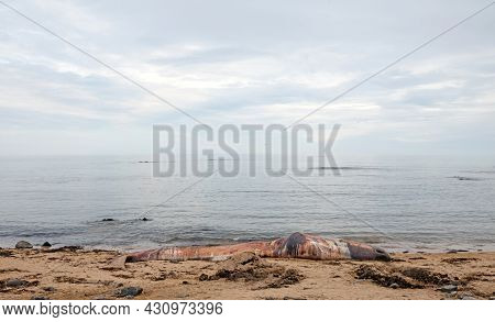 Large Dead Sperm Whale Washup Up On A Beach On Iceland