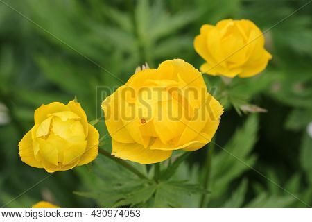Yellow Hybrid Globeflower, Trollius X Cultorum Variety Bressingham Sunshine, Flowers In Close Up Wit