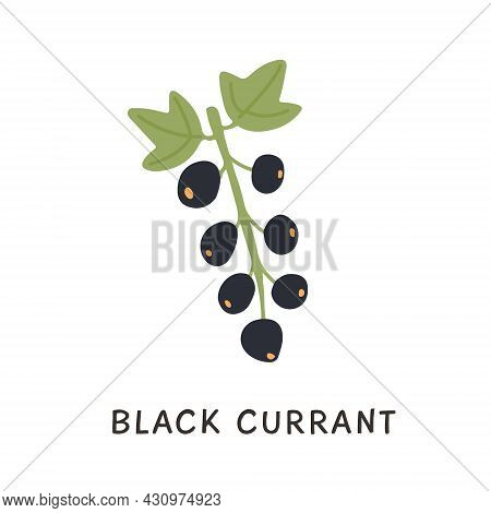 Twig Of Black Currant With Green Leaves Vector Flat Illustration. Hand Drawn Doodle Of Natural Seaso