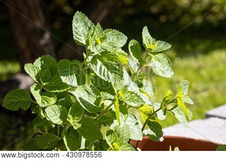 The Beautiful Green Curved Fresh Mint Leaves Are In A Garden In Summer On The Sun