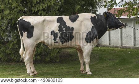 Bull-producer In The Show Rack. Images For The Agricultural Catalog. Production Of Sperm For Insemin