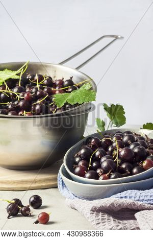 The Jostaberry (ribes X Nidigrolaria) Hybrid Of A Black Currant And Gooseberry