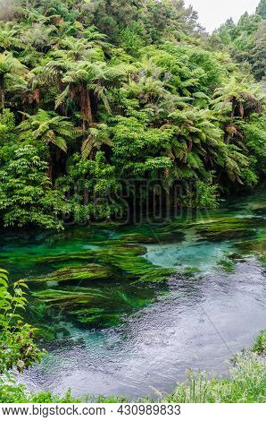 Blue Spring Which Is Located At Te Waihou Walkway,hamilton New Zealand. It Internationally Acclaimed