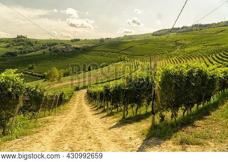 Panoramic View Of Vineyars And Hills At Sunset. Langhe Vineyards, Piedmont, Italy. Photo Stock