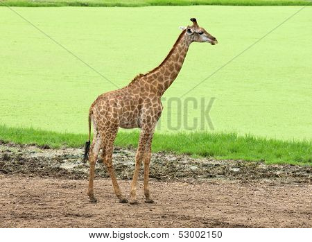 giraffes in the zoo safari park