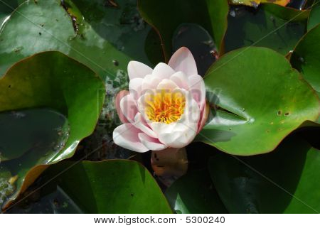 美丽的 Nenufar 植物花