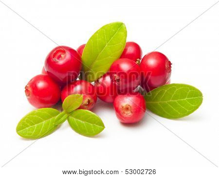 Forest berry cowberry with leaves isolated.