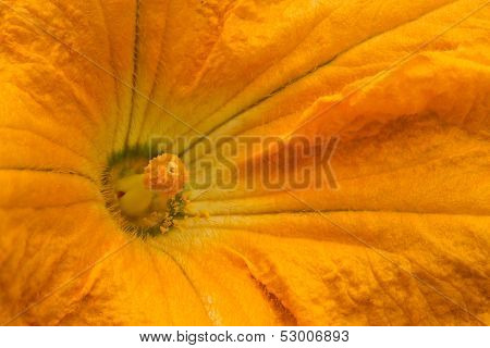 Courgette Flower