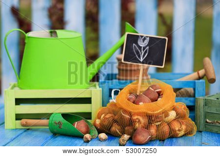 Garden, gardening, planting - bulbs of spring flowers ready for planting