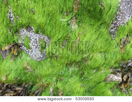 Seaweed