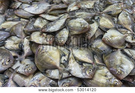 Silvery Pomfret