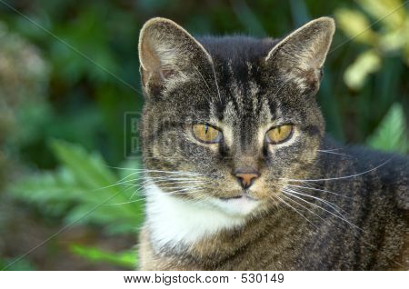 Portrait Of An Old Cat