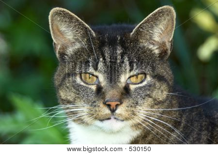 Portrait Of An Old Cat
