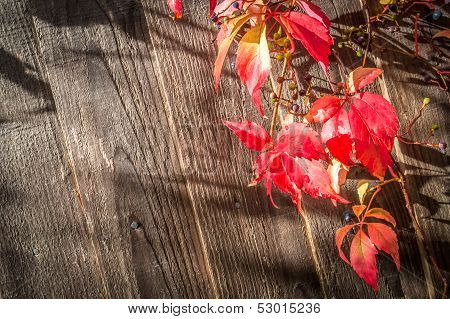 Virginia Creeper