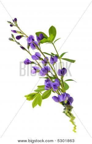 Baptisia květiny