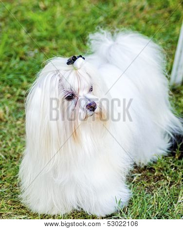 Maltese Dog