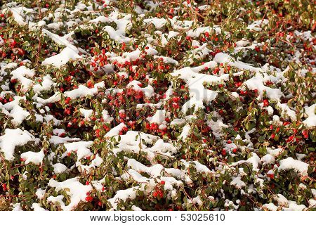 Winter Background With Red Gaultheria And Snow