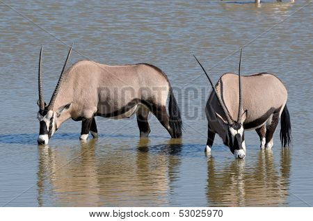 Orix (gemsbok) Drinking Water